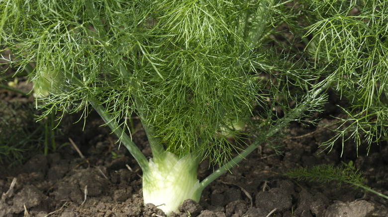 Closeup of fennel plant