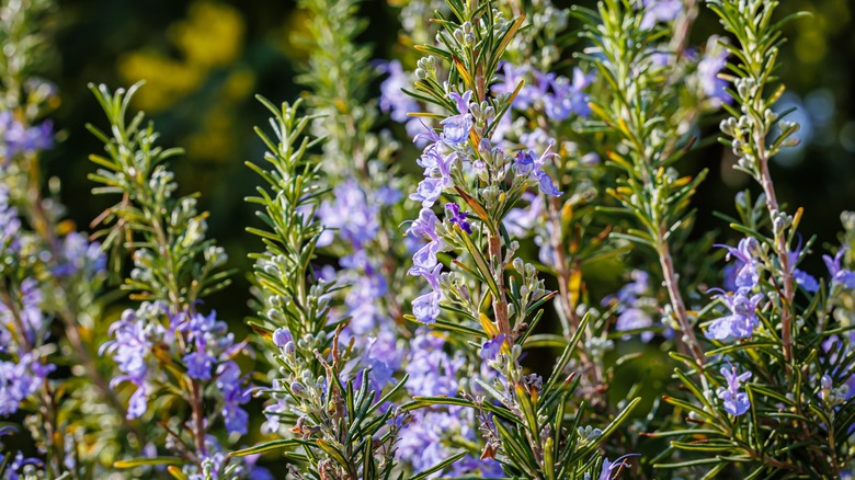 Closeup of flowering rosemary 