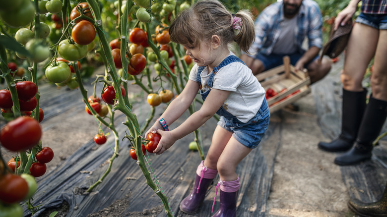 Child picks tomato from plant
