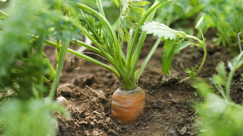 Carrot in garden soil