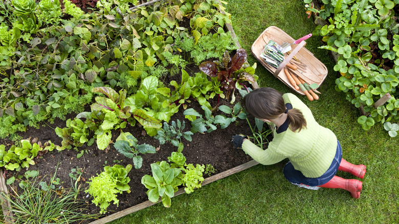 woman with vegetable garden