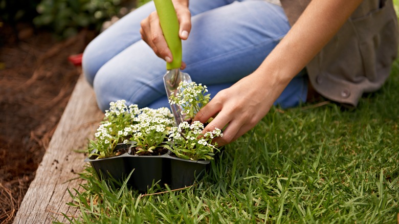 planting sweet alyssum in garden