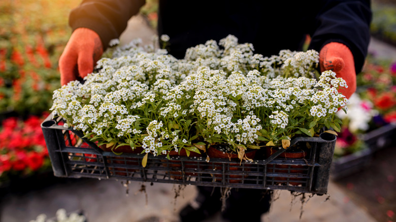 holding tray of sweet alyssum