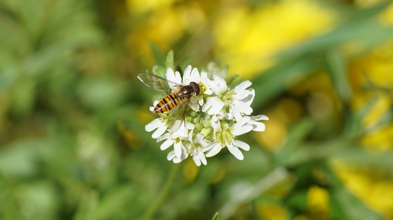 hoverfly on sweet alyssum flower