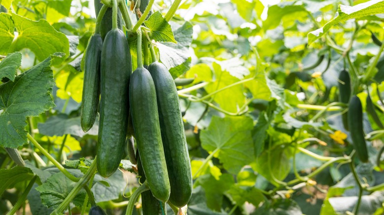 cucumbers on the plant