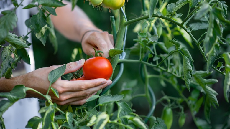 gardener harvesting tomatoes