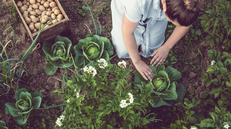 woman working in a garden