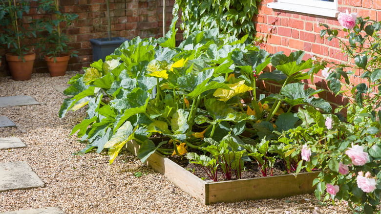 squash plants in a garden