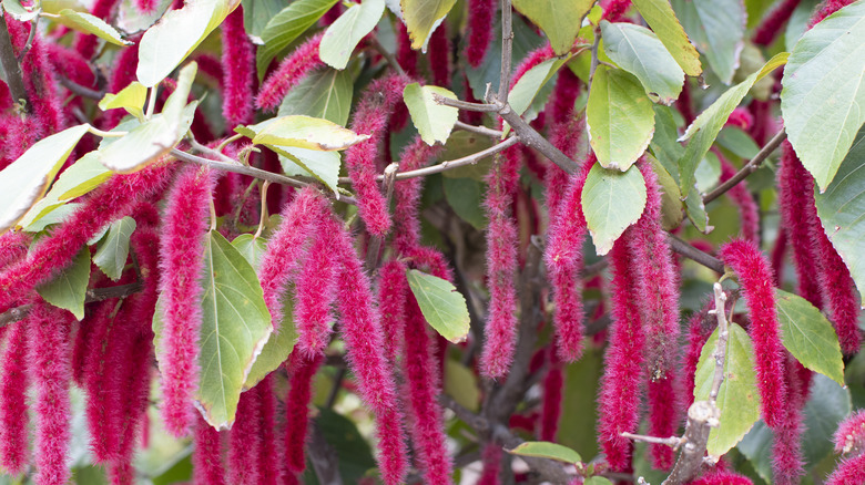 Chenille plant 