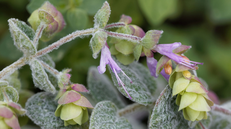 Closeup of dittany 