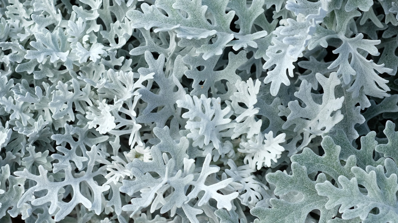 Dusty miller plant close-up