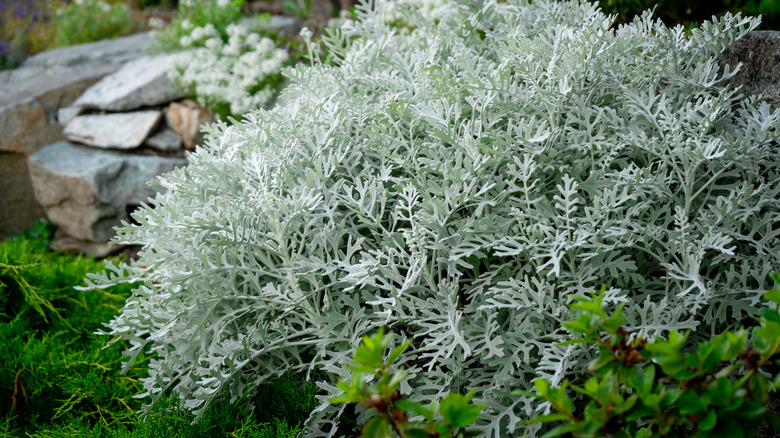 Dusty miller plant