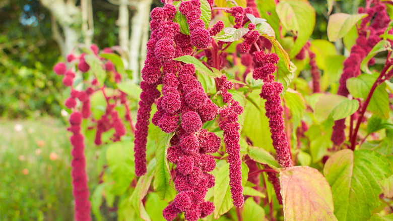 Love lies bleeding plant