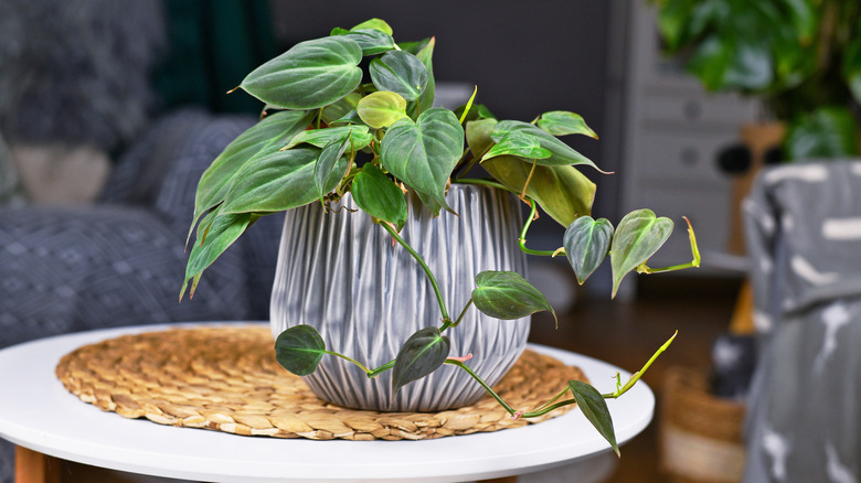 Velvet philodendron