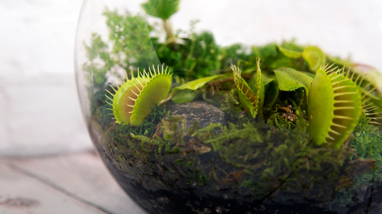 Venus flytrap terrarium 