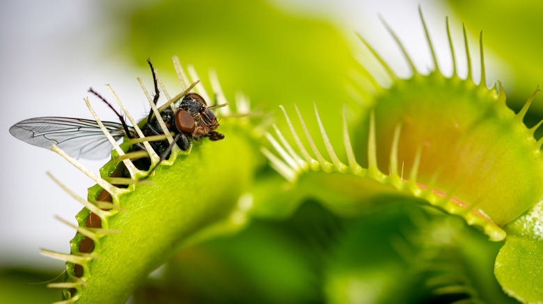 Flytrap with fly