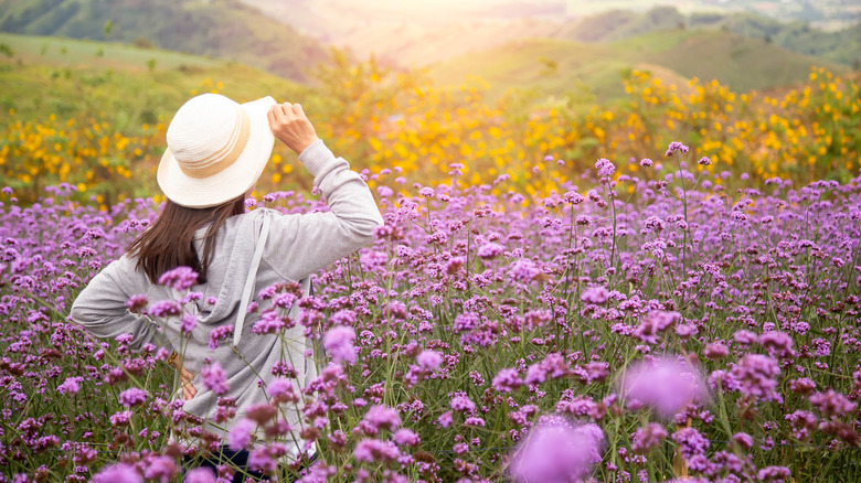 Woman in field of verbena