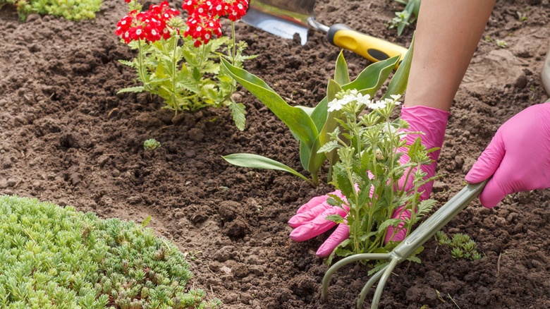 Planting verbena in garden bed