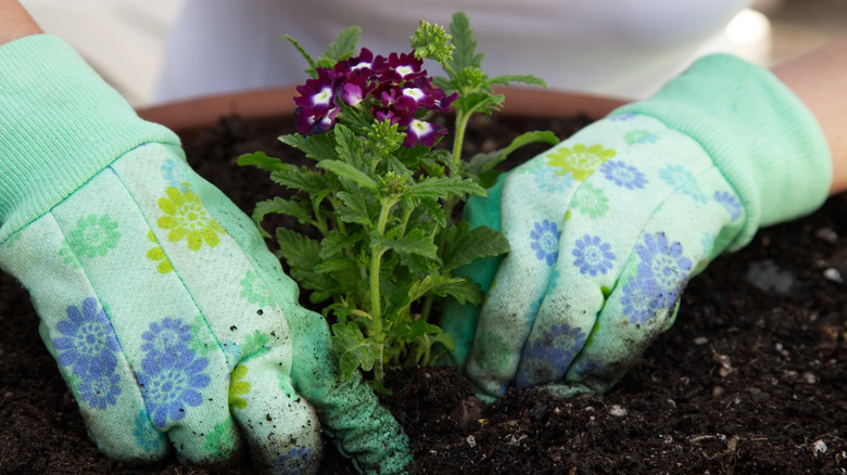 Gardener potting verbena flowers