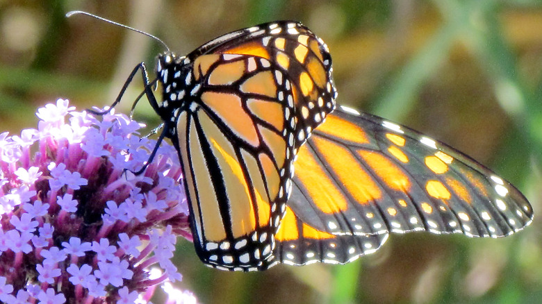 Monarch butterfly on verbena blossom