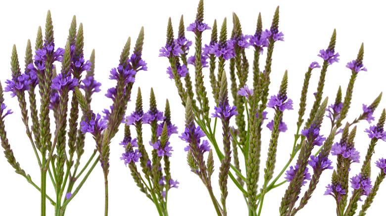 American blue swamp vervain