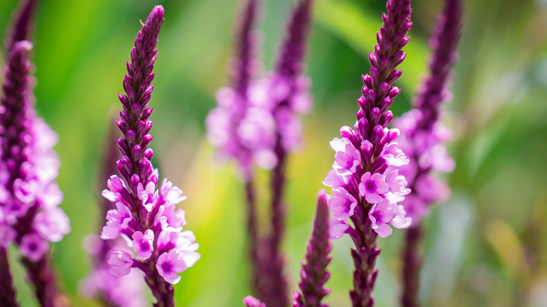 Verbena hastata variety