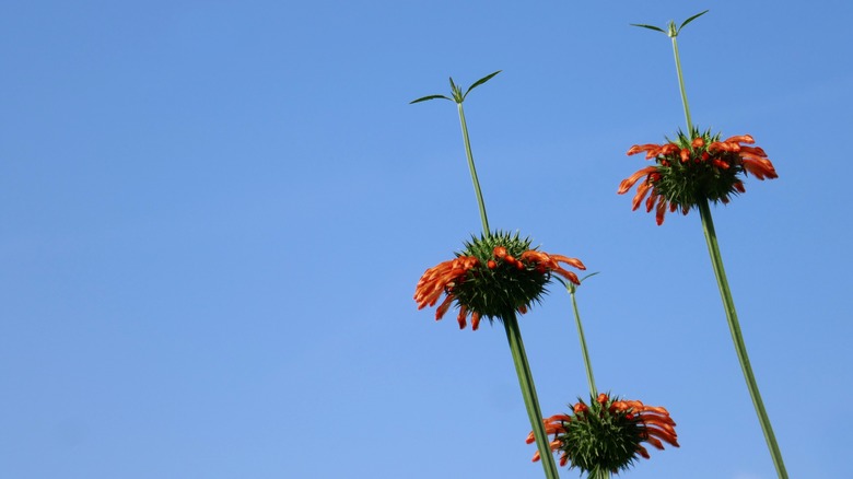 Orange bee balm tall stems