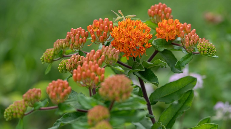 Orange butterfly weed