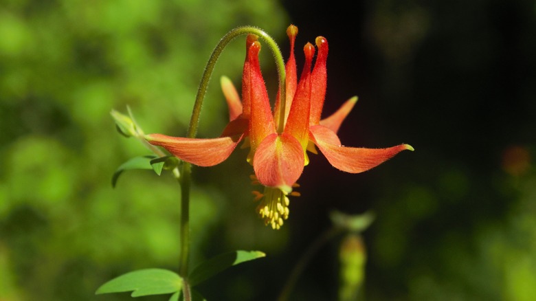 Orange columbine flower