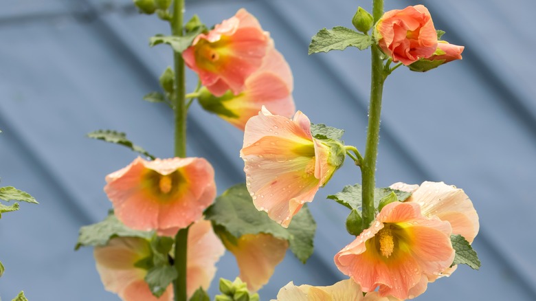 peach Orange hollyhocks in the wild