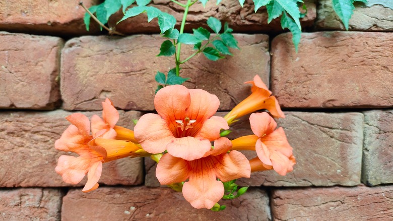 Trumpet creeper vine growing over brick wall