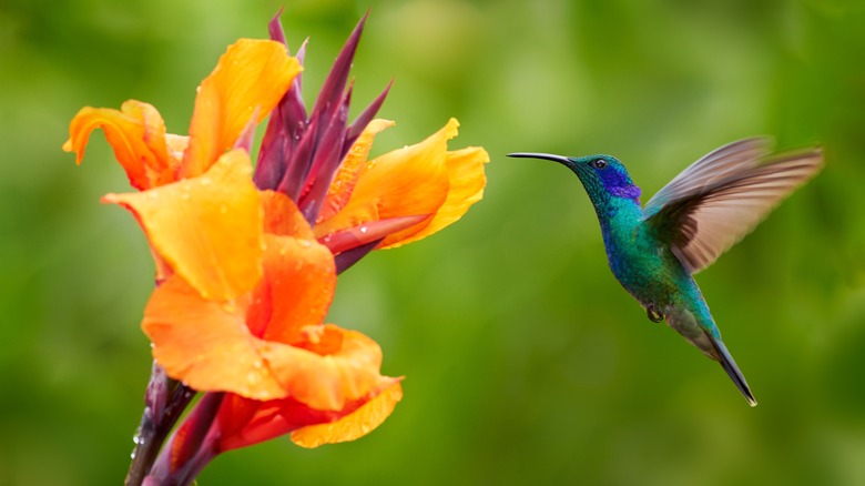 Hummingbird close-up