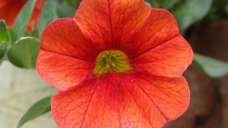 Close-up of orange million bells flower