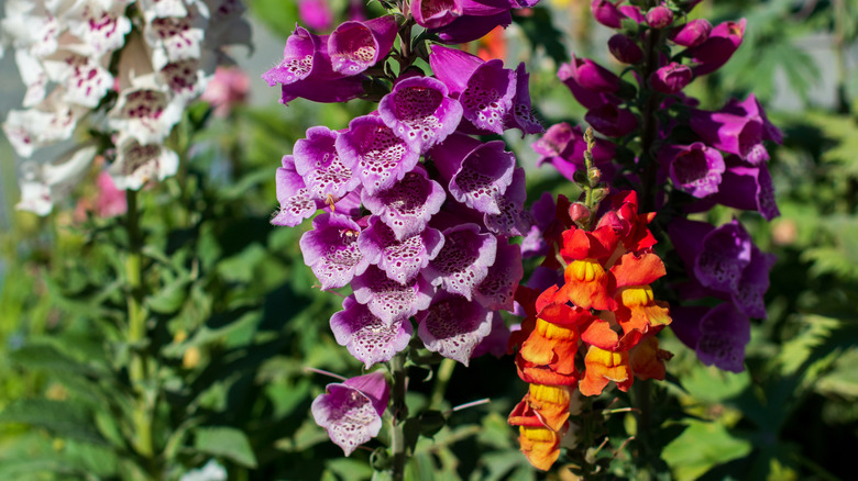 White, purple, and orange foxglove flowers