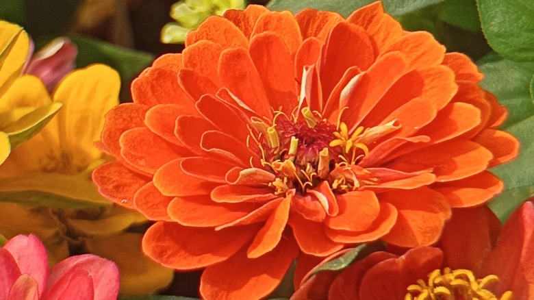 Orange zinnia flower close-up