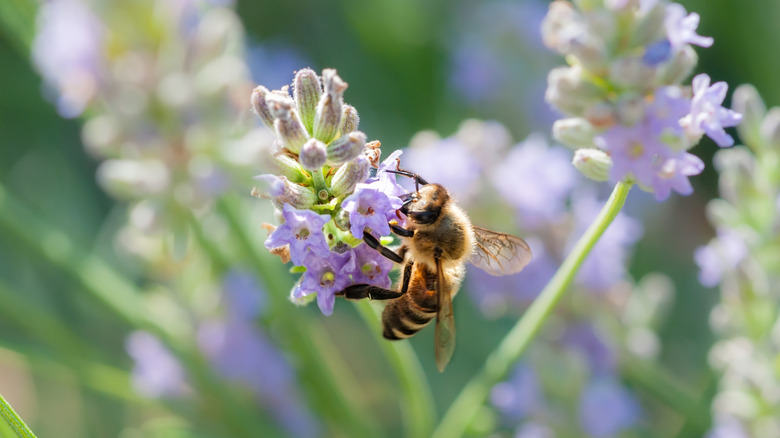 Bee hovering on flower