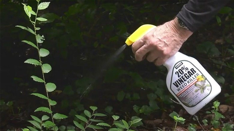 Hand spraying 20% vinegar weed killer on plant