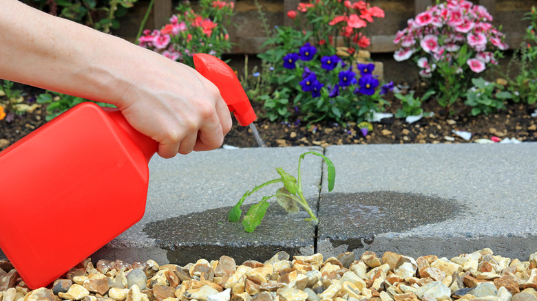 Hand spraying a weed in sidewalk with red spray bottle