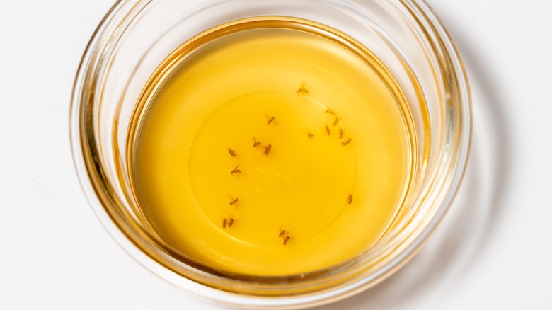 fruit flies in vinegar