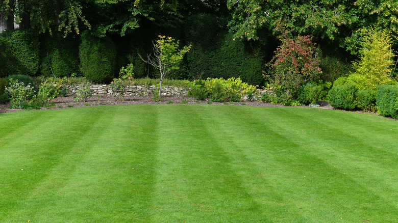 Manicured lawn