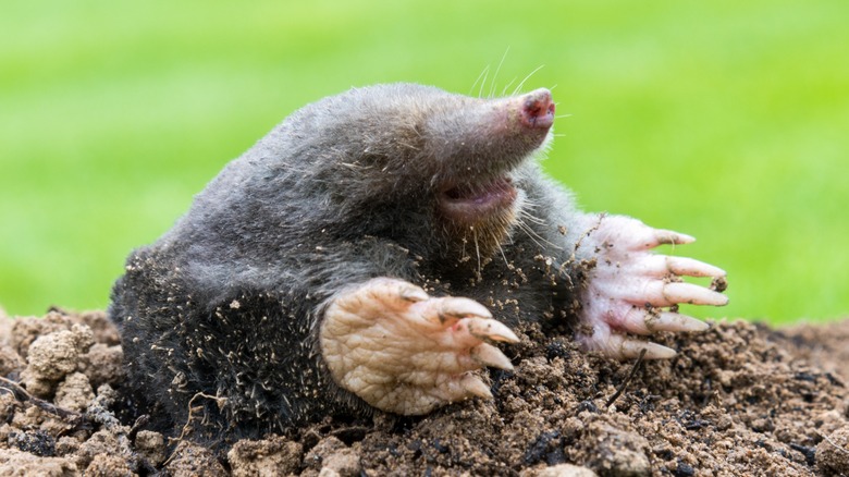 Mole emerges from tunnel