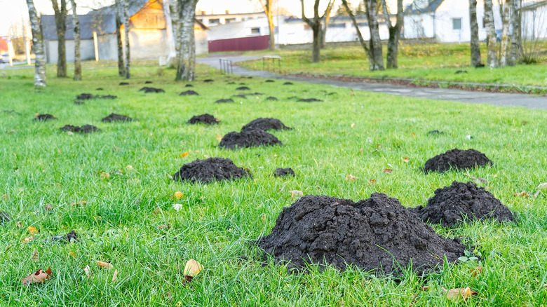 Mole hills