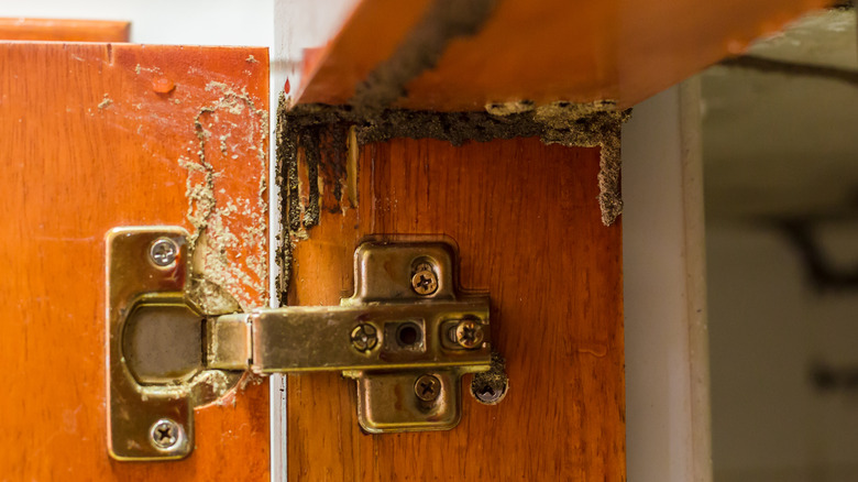 Insect damage in cabinets