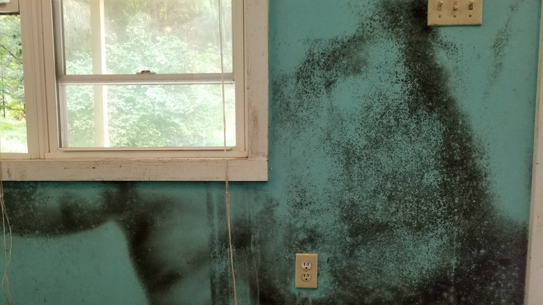 Mold growth after water leak