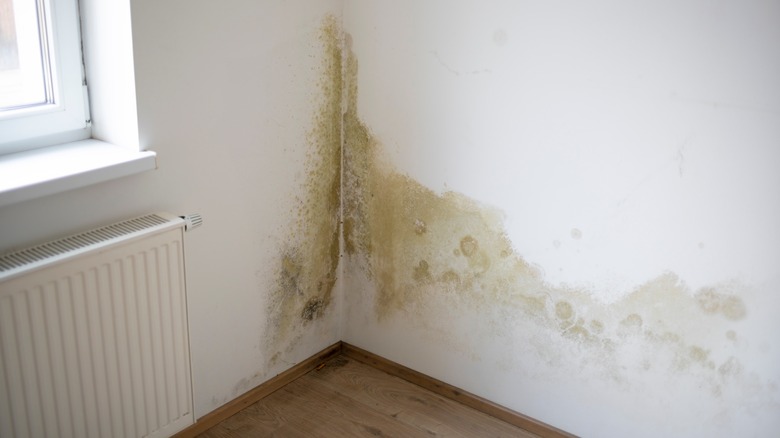 mildew stains on white walls