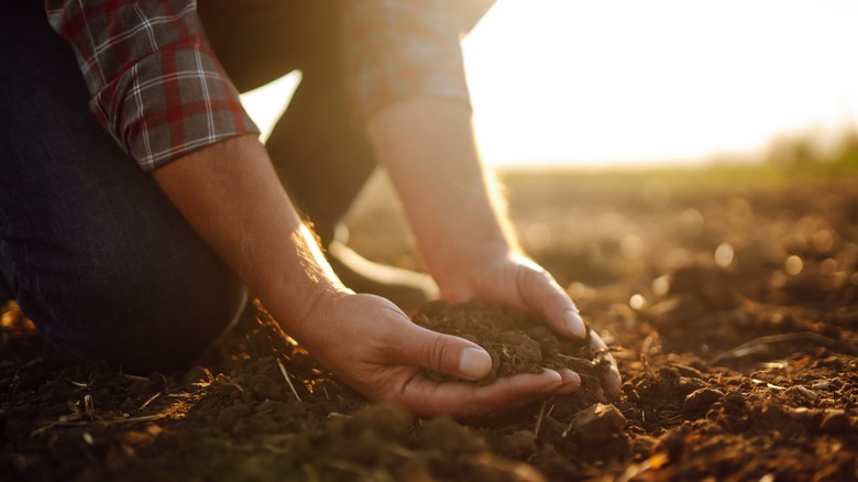 person checking soil