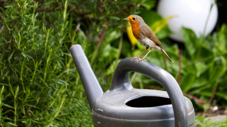 Bird on watering can