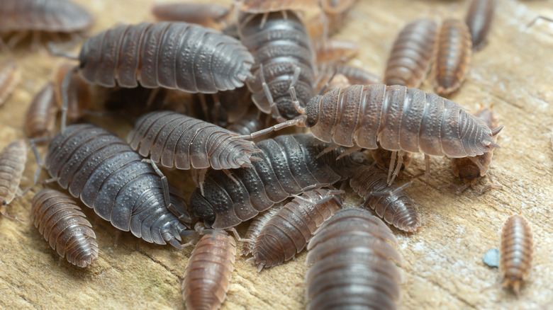 a bunch of roly-poly bugs