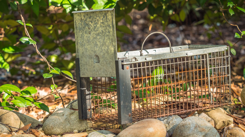 Humane metal cage trap for rodents
