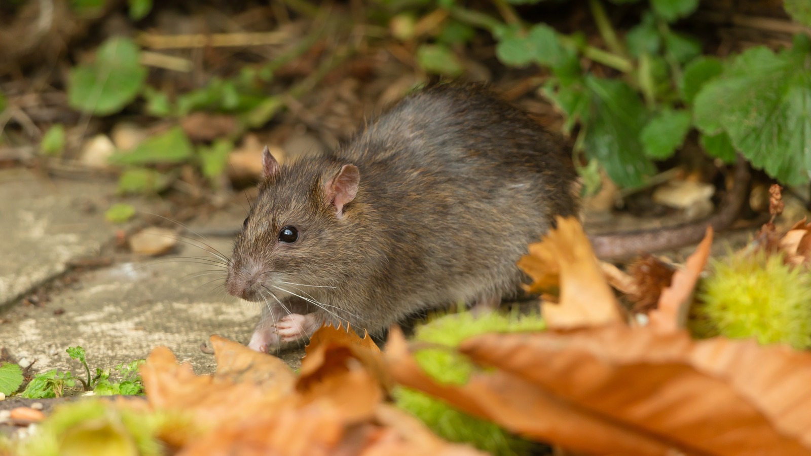 Ward Off Unwanted Mice And Rats With This Popular Garden Herb